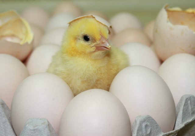 Arbor Acres Plus Broiler